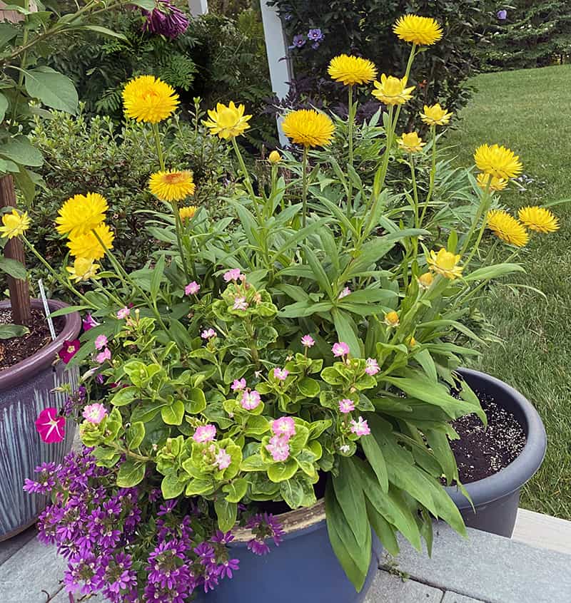 I Love Bracteantha bracteatum Granvia Gold Strawflower | GardenLady.com