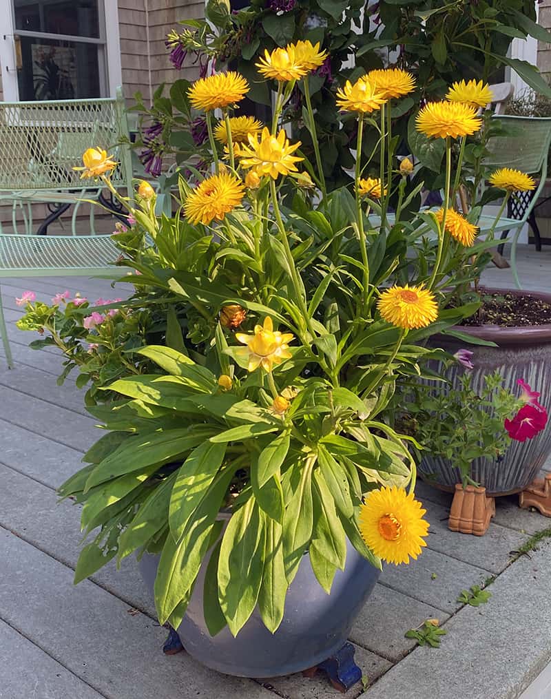 I Love Bracteantha bracteatum Granvia Gold Strawflower | GardenLady.com