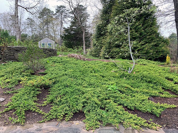 Best Juniper For Ground Cover Gardenlady Com
