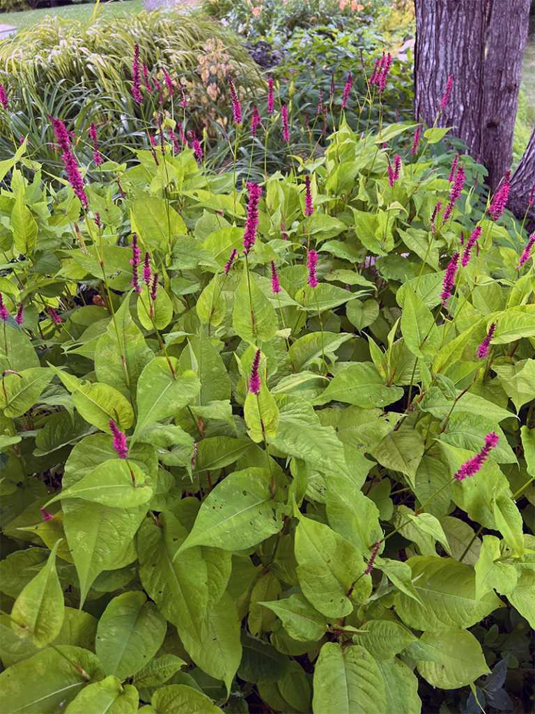 I Love Persicaria amplexicaulis ‘Golden Arrow’