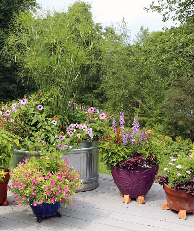A Fantastic Angelonia For Gardens And Containers