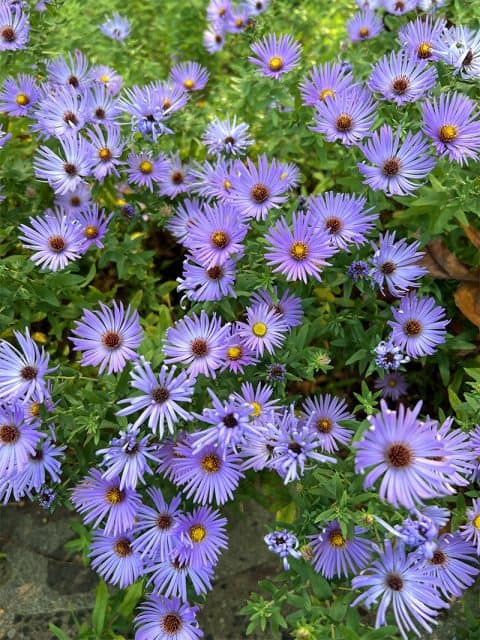 Symphyotrichum Oblongifolium Raydons Favorite