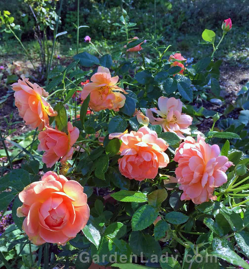 Gardenlady Com I Love The At Last Rose