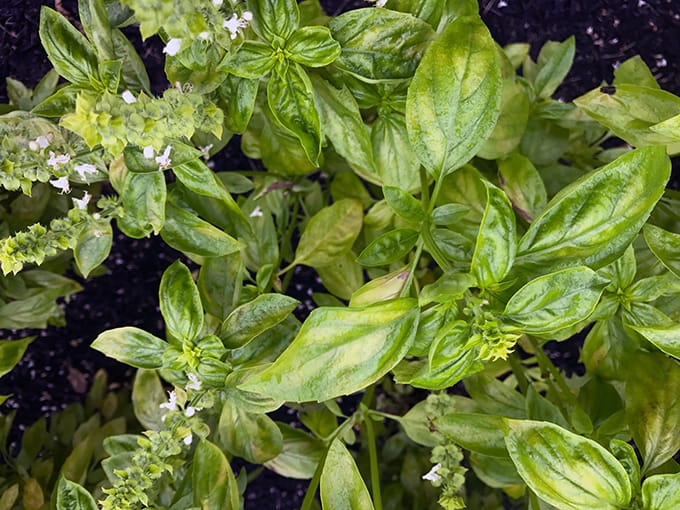 Basil Dying? Downy Mildew? You Need Amazel