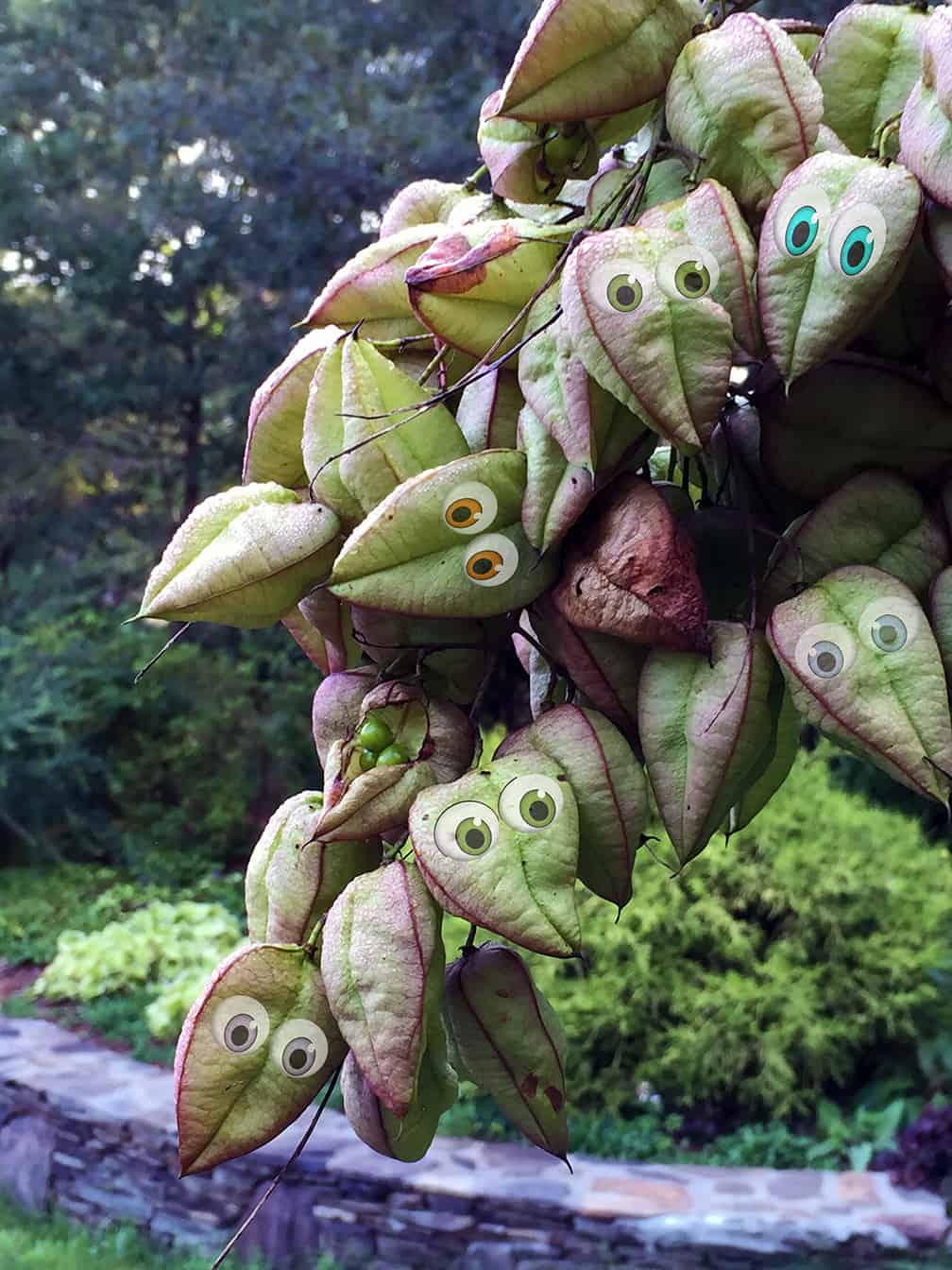 The pods just beg to have googly eyes added in Photoshop. Do you ever feel like you're being watched in the garden?