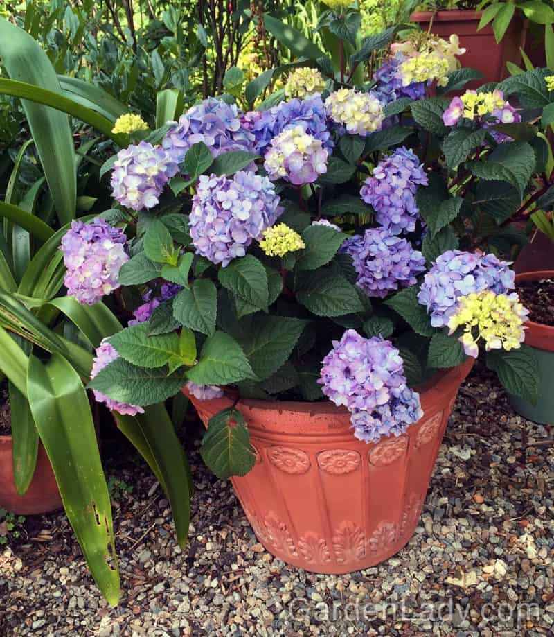 Growing Hydrangeas in Containers
