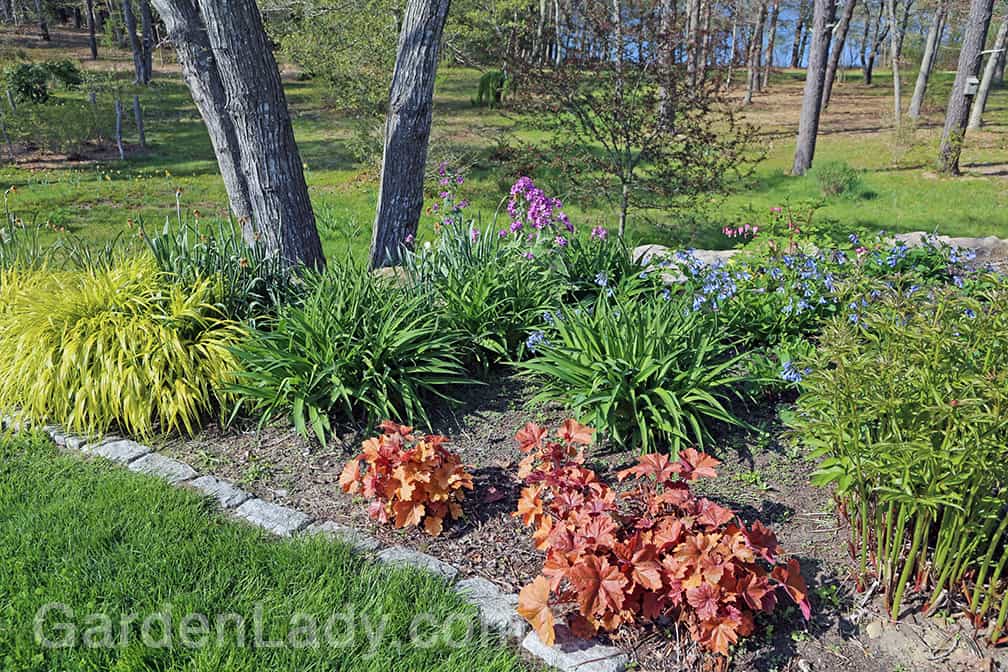 Virginia bluebells will fill in bare areas before the perennials are very high. Here they are beginning to scramble among yellow hakon grass, daylilies, peony foliage and the coral-leaved Heuchera.