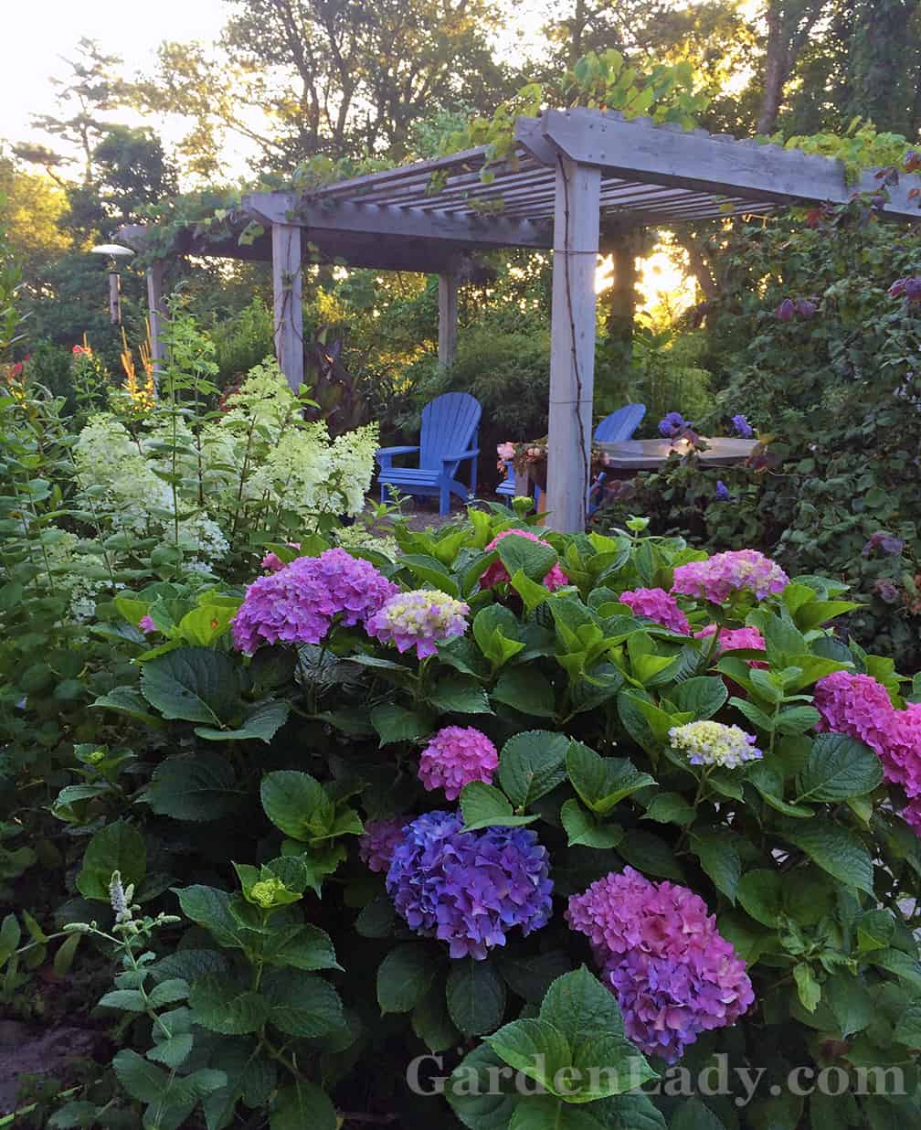 This is my side yard where the driveway ends. This pink/blue Hydrangea macrophylla (unknown variety - it was one of the 3 hydrangeas that came with our house) had a space next to it and I tucked the pot with Bobo in it there for most of the summer.