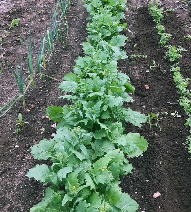 Growing Super Food in the Garden