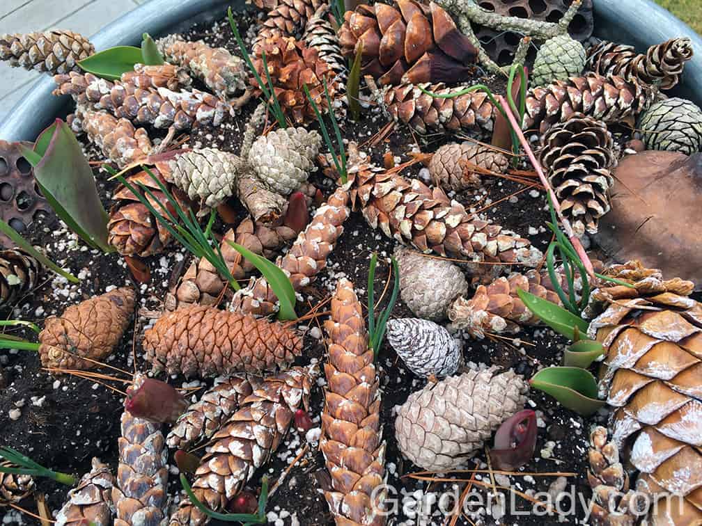 Last winter instead of doing the usual evergreens or cut branches in these large troughs, I top-dressed them with a variety of pinecones. In the early spring I loved the contrast between last year's cones and the tips of the bulbs that were emerging.