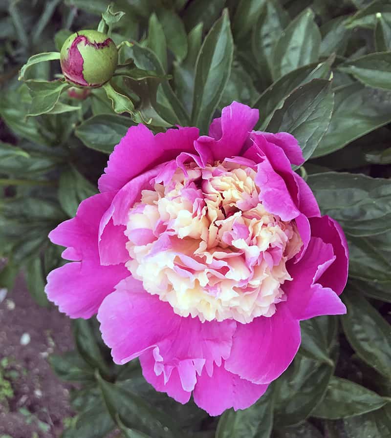 I love Paeonia lactiflora, the garden peony