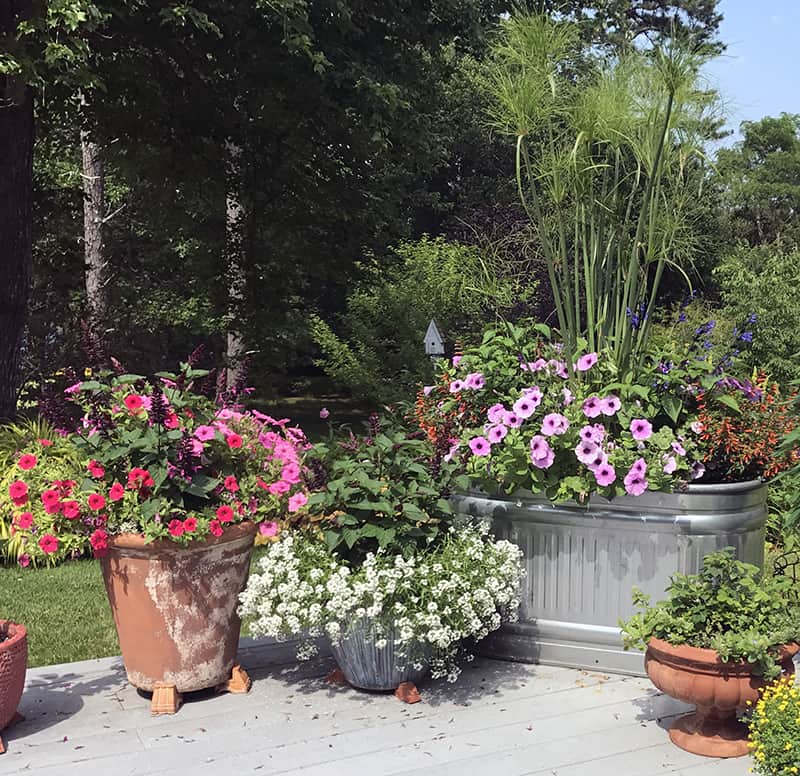 I Love Cuphea hybrid ‘Cupver’, aka Cuphea Vermillionaire | GardenLady.com