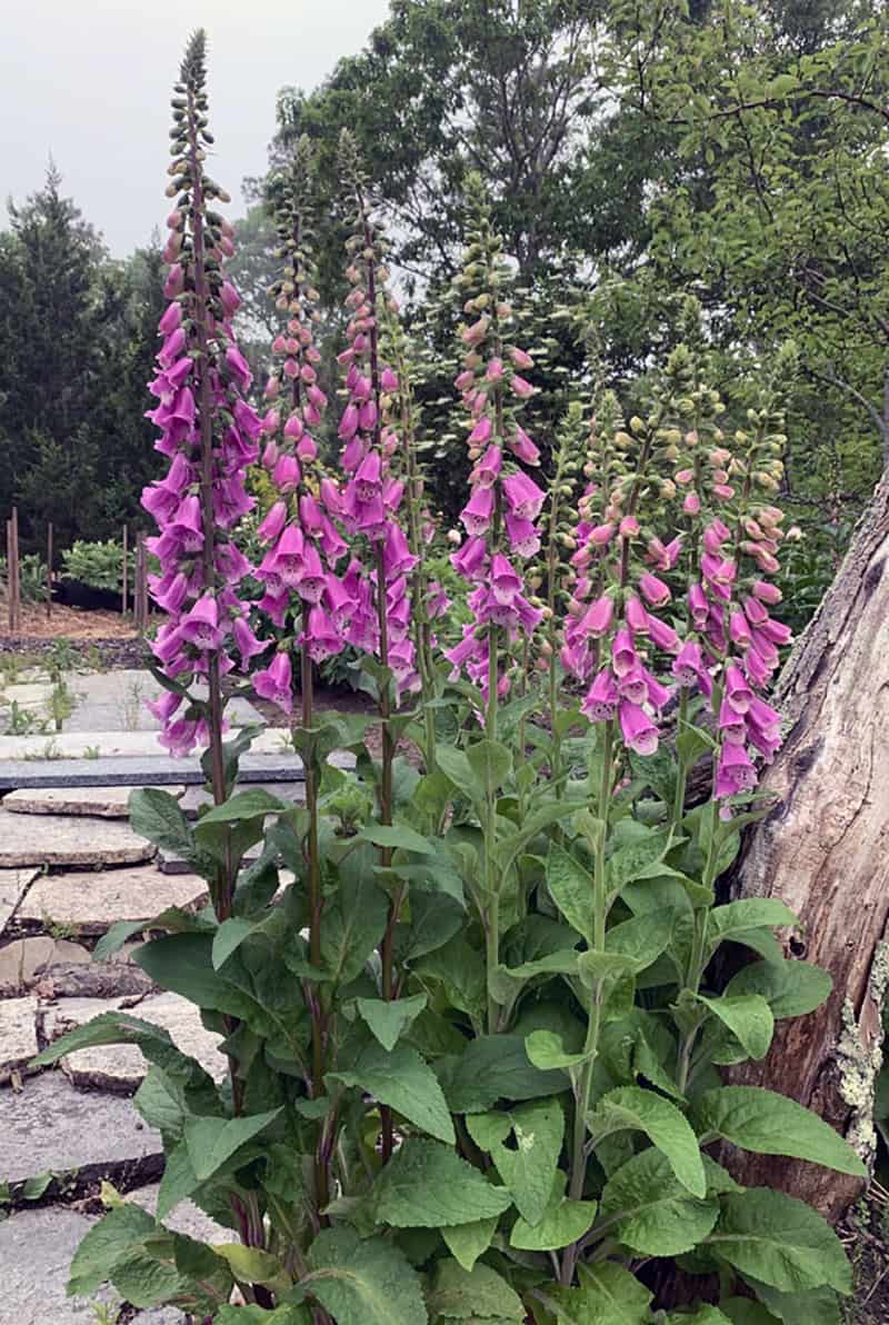 Digitalis purpurea Paisley Pink   10,000 seeds 