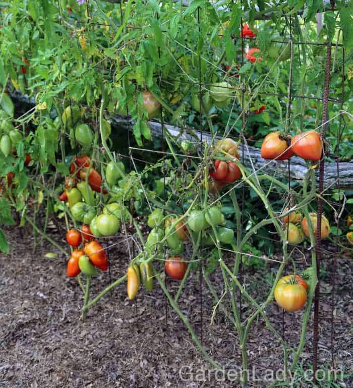 difenoconazole early blight tomato difenoconazole early blight tomato