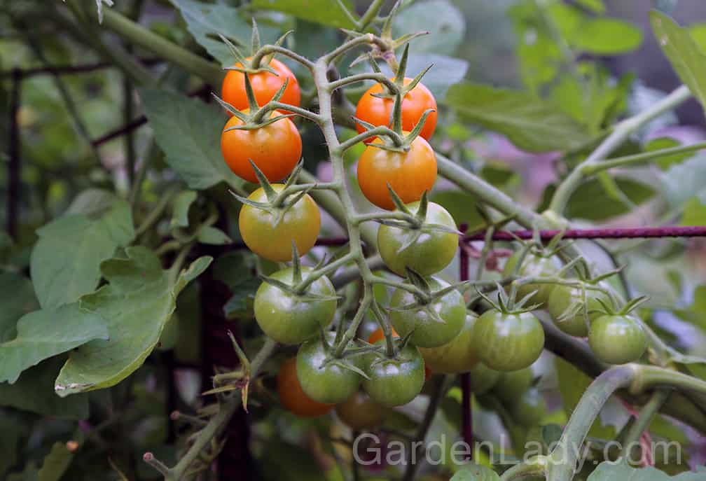 Gardenlady Com Early Blight On Tomatoes,How Long To Boil Cabbage