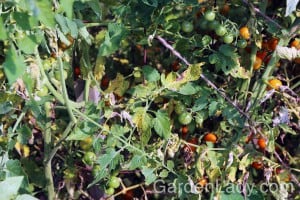 difenoconazole early blight tomato difenoconazole early blight tomato