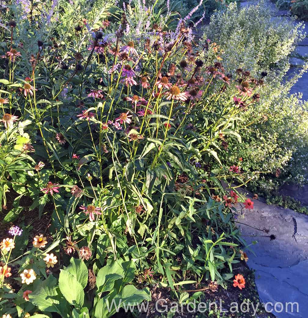 The other variety of Echinacea I have in this front garden is 'Evan Saul' - aka Sundown. I love this in July when the flowers are a coral color, but it's less attractive as the blooms fade to pink. This plant is also flopping by early September, and it too will get cut back this week. Yes, I will plant some ornamental kale here to fill the garden through the rest of the fall. But often I have to stake these coneflowers as early as August, so it's not a very long lasting, maintenance free variety.