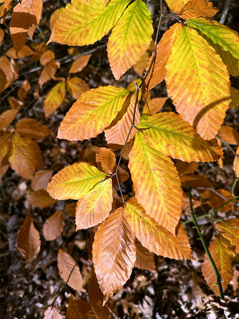 I Love Fagus grandifolia aka American beech