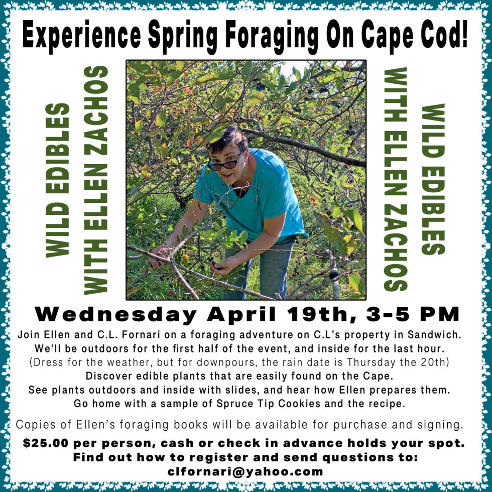 Spring Foraging on Cape Cod