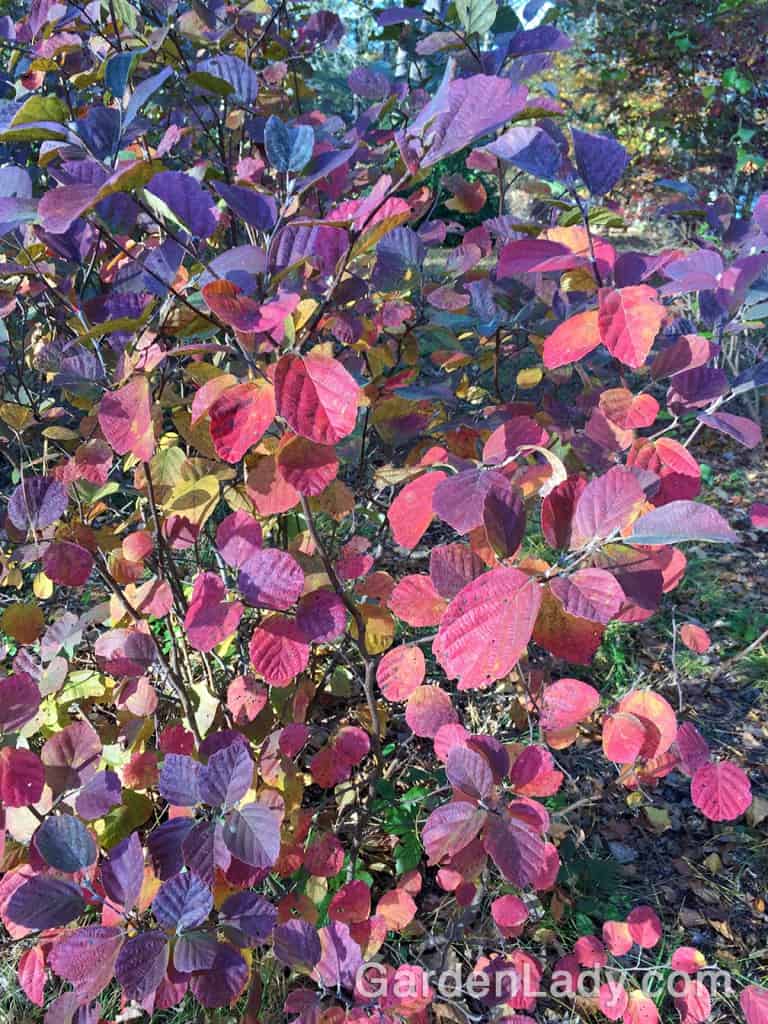 Fall Color Alternatives to Burning Bush