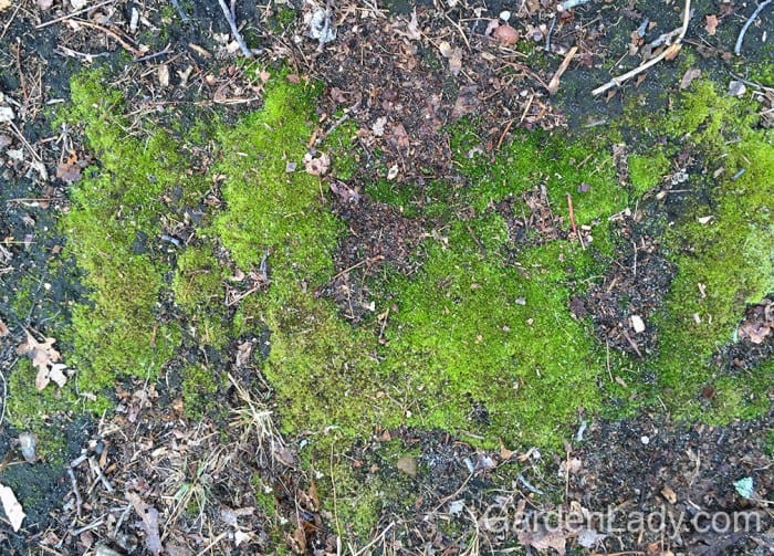 Getting Rid of Moss in The Lawn And Garden