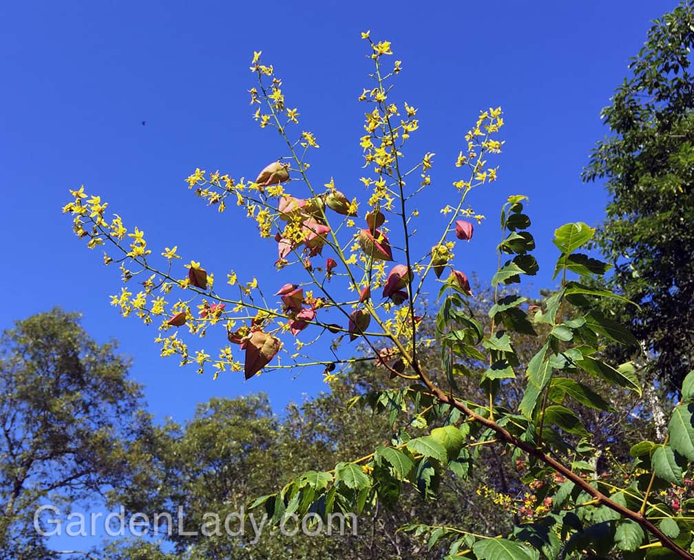 First are the yellow flowers and even as those begin to fade the seed pods form. A great combo against the blue early-August sky.