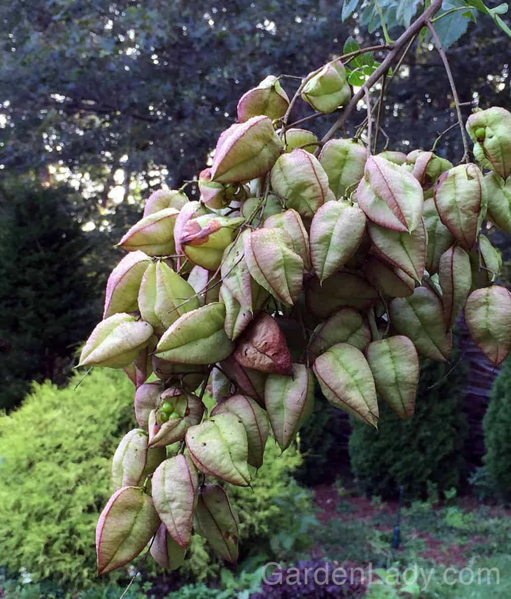 The seed pods are so much fun. They start out green with a tinge of purple, and later turn tan. LOVE them.