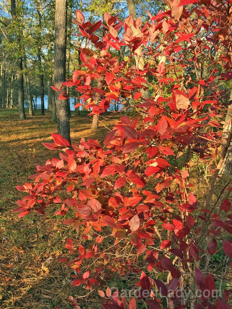 Fall Color Alternatives to Burning Bush