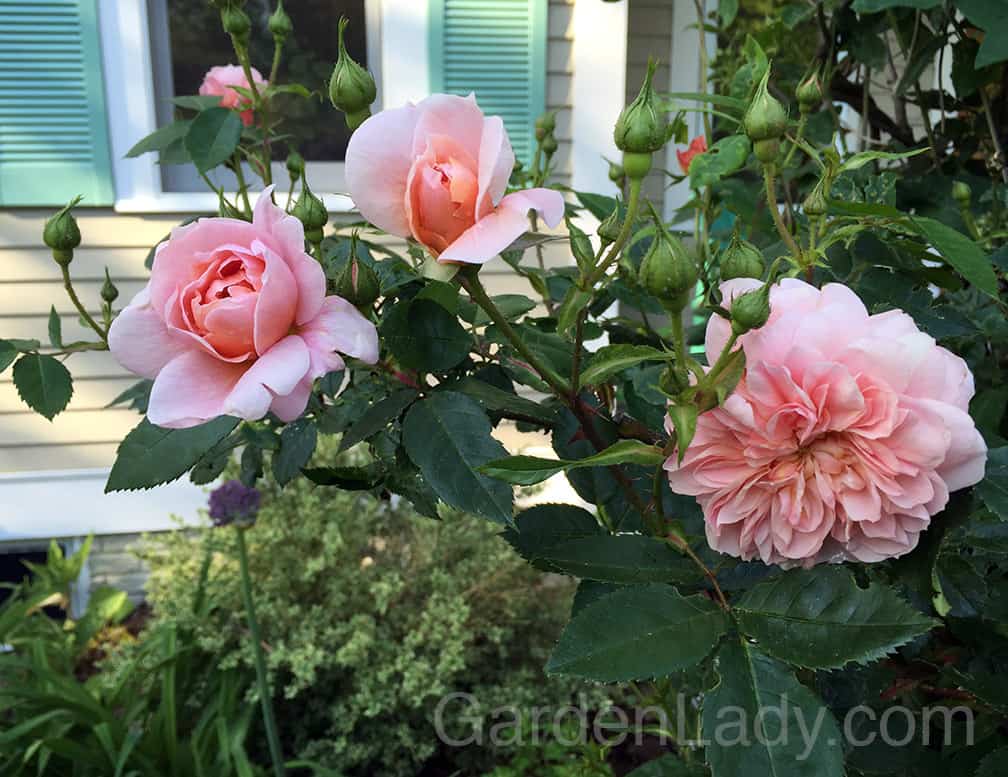 Early June In Bloom | GardenLady.com