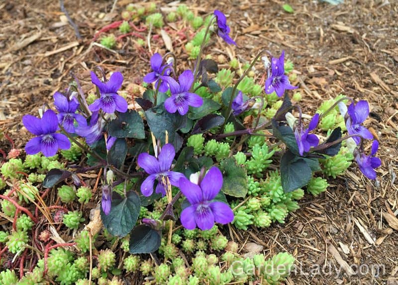 A Well Mannered Violet