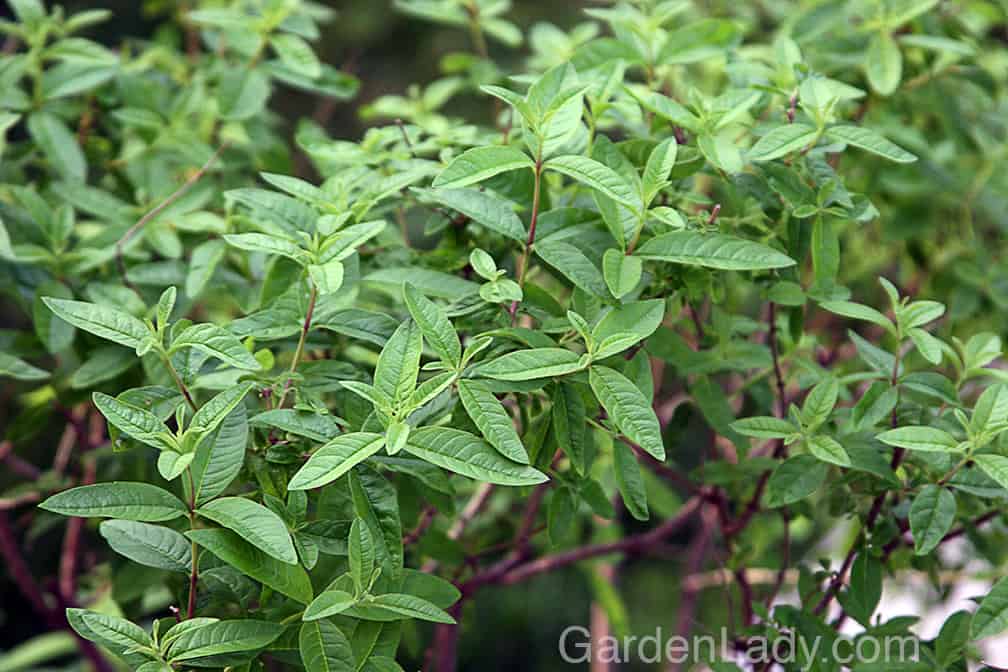 Lemon verbena is a pretty plant - it looks good by itself in a pot or as a component of a mixed annual grouping.