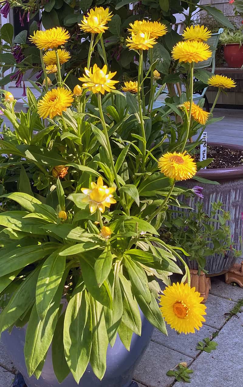 I Love Bracteantha bracteatum Granvia Gold Strawflower | GardenLady.com