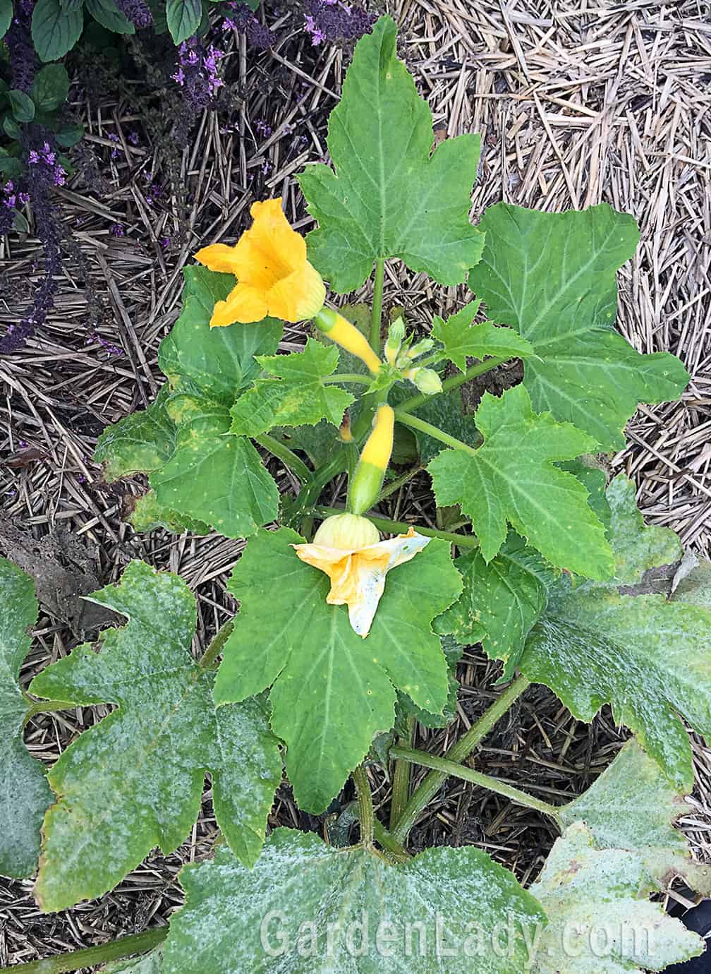 This photo, taken October 6, clearly shows that the old foliage has powdery mildew but the plant keeps producing new, fresh and clean leaves, flowers and squash.