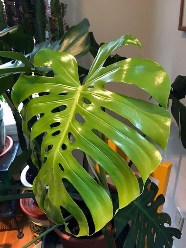 Monstera deliciosa is a Delicious Monster