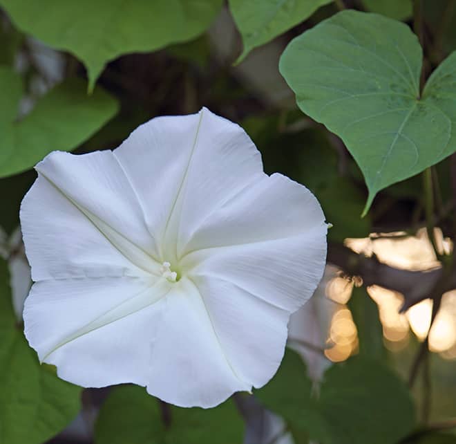 Gardenlady Com Why Isn T My Moonflower Blooming Gardenlady Com Why Isn T My Moonflower Blooming