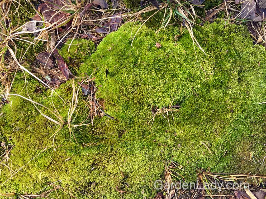Getting Rid of Moss in The Lawn And Garden