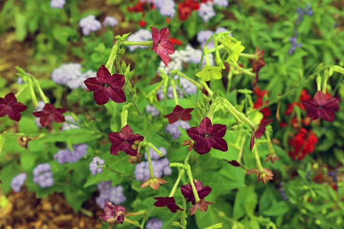 I Love Nicotiana | GardenLady.com