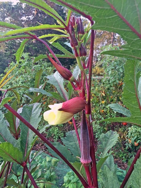 I Love Red Burgundy Okra Plants