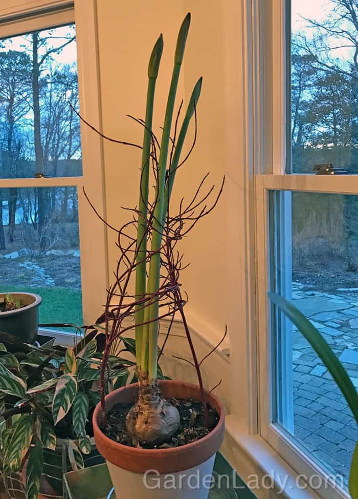 Twig Supports for Amaryllis Blooms