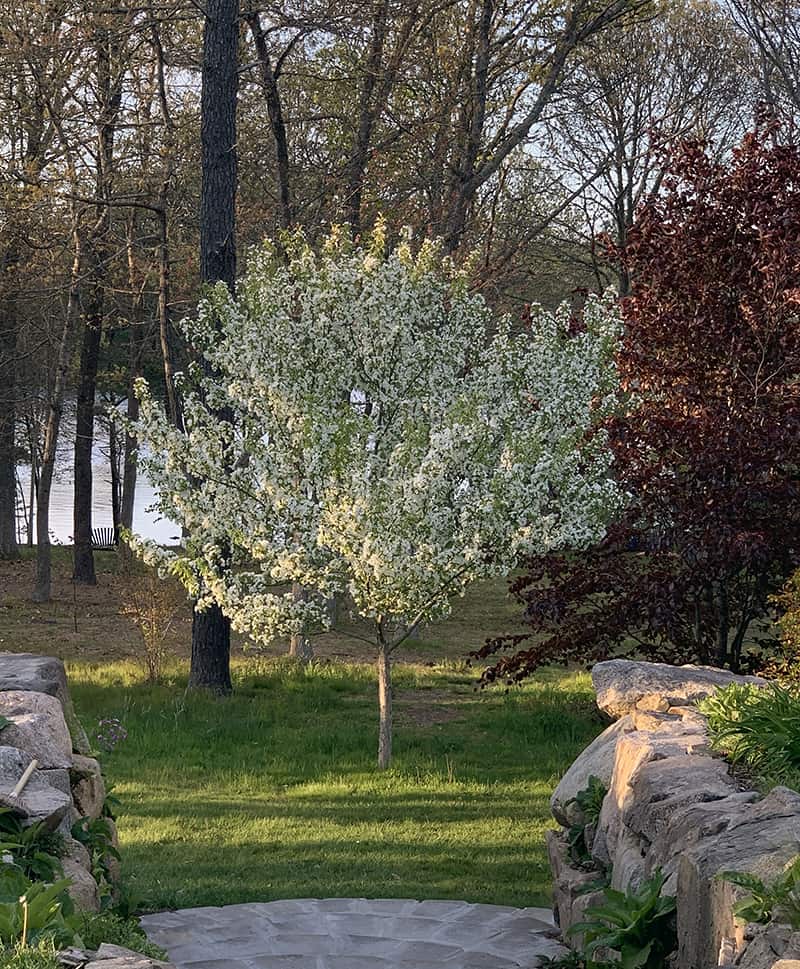 malus snowdrift crabapple