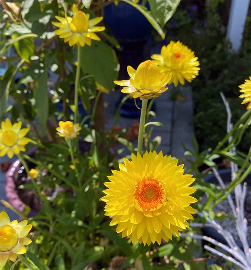 I Love Bracteantha bracteatum Granvia Gold Strawflower | GardenLady.com
