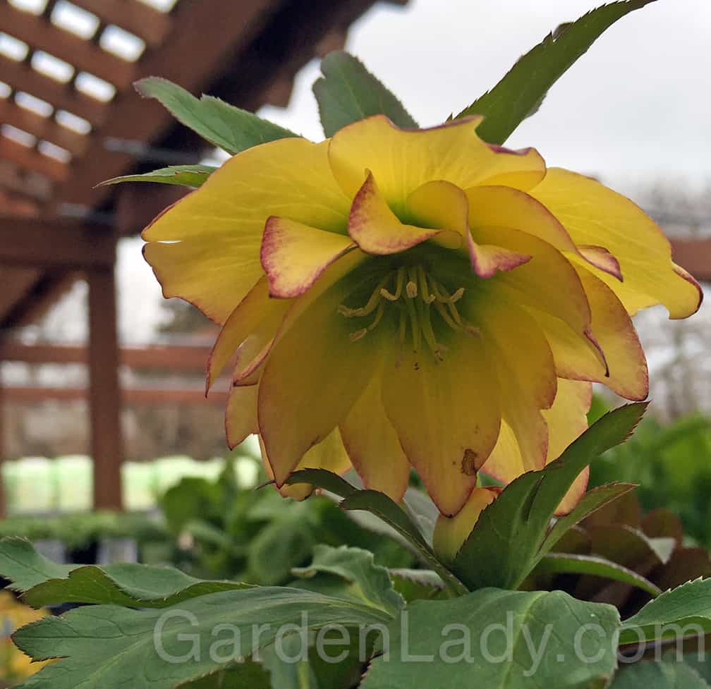 Gardenlady Com I Love Lenten Rose Hellebores