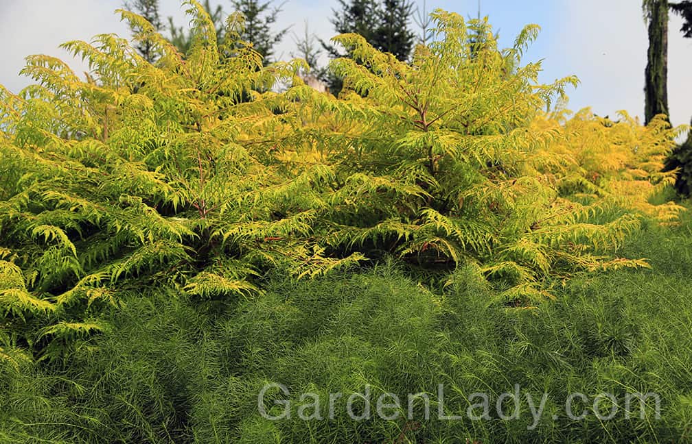 Tiger Eye Sumac Love