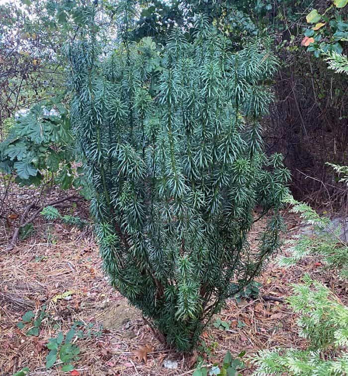 I Love Cephalotaxus harringtonia ‘Fastigiata’ aka upright Japanese Plum