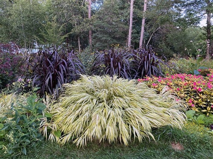 I Love Pennisetum purpureum ‘Tift 8’ aka Vertigo Fountain Grass