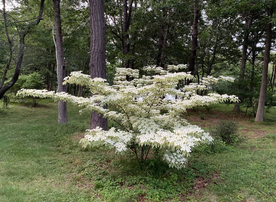 Wolf's Eye Dogwood Tree