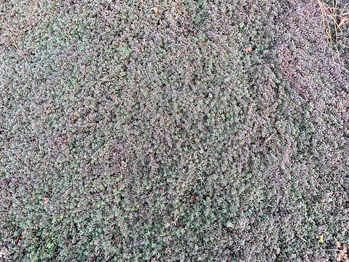wooly thyme seeds bulk wooly thyme seeds bulk